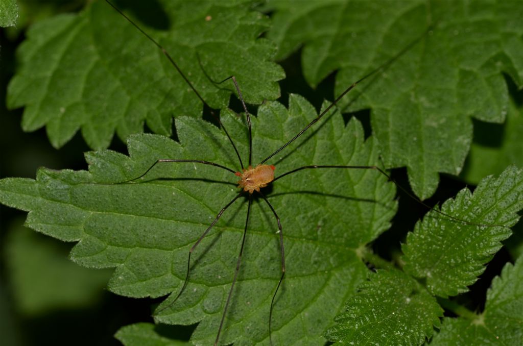 Opilio canestrini, maschio (Phalangiidae)